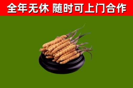 淮安回收散虫草